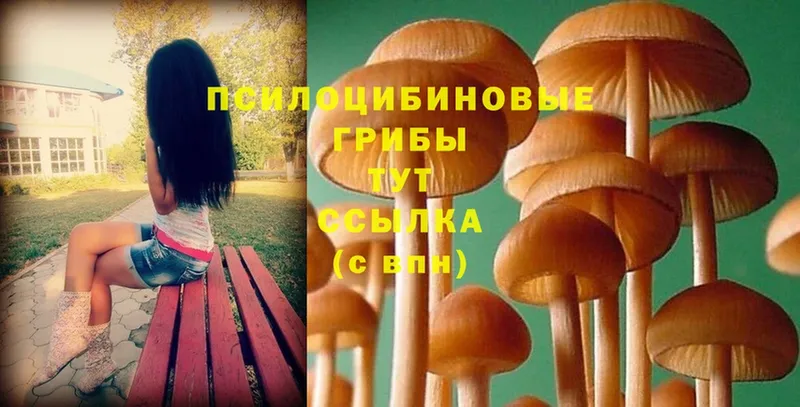 купить наркотик  Фролово  Галлюциногенные грибы MAGIC MUSHROOMS 